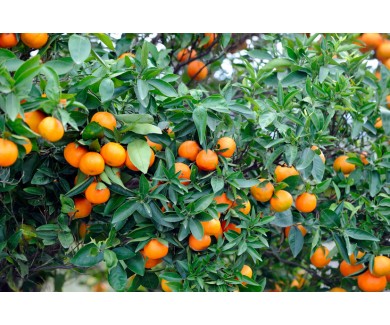 Фотообои Апельсиновые деревья с плодами